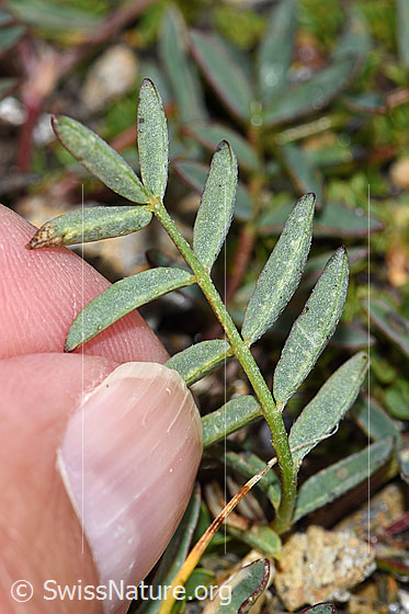 Photo: Oxytropis campestris. Leaves. Leaf underside.