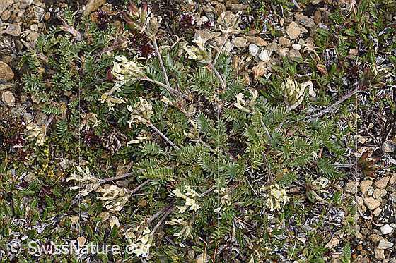 Photo: Oxytropis campestris. Whole plant (habiti).
