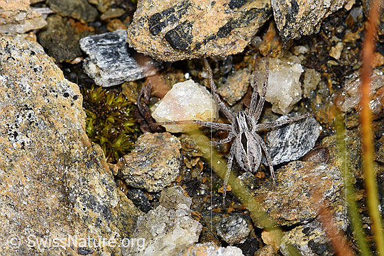 Photo: Probably Thanatus coloradensis (= T. alpinus). Female.
Body length: 7mm. View from above.
