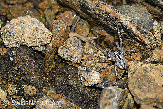 Photo: Probably Thanatus coloradensis (= T. alpinus). Female.
Body length: 7mm. View from above.