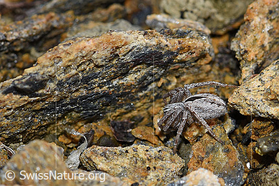 Photo: Probably Thanatus coloradensis (= T. alpinus). Female.
Body length: 7mm. View from the side.