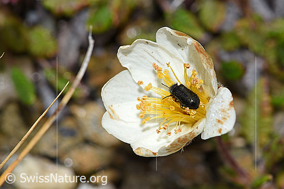 Foto: Dasytes obscurus (Wollhaarkäfer) auf Silberwurz (Dryas octopetala). Länge 5mm.