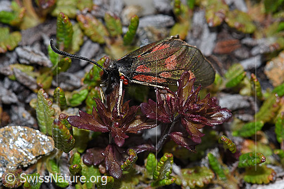 Photo: Zygaena exulans on Euphrasia minima. View from the side.