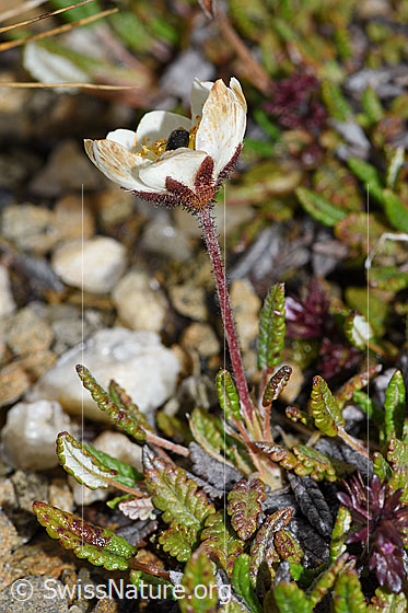 Foto: Silberwurz (Dryas octopetala). Ganze Pflanze (Habitus).