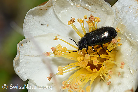 Photo: Dasytes obscurus on Dryas octopetala. Length 5mm.