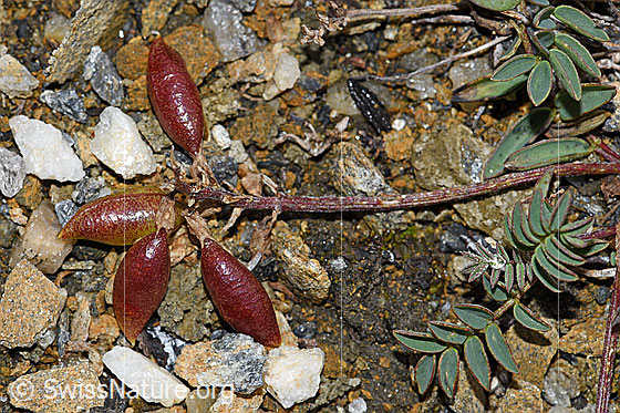 Photo: Oxytropis campestris. Fruits and stem.