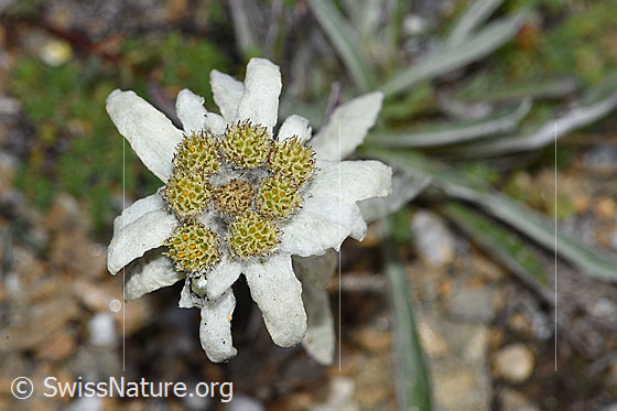Foto: Edelweiss (Leontopodium alpinum). Blüte.