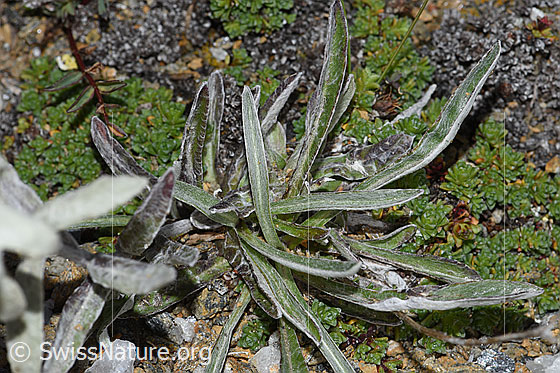 Foto: Edelweiss (Leontopodium alpinum). Blätter.