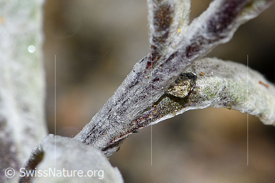 Foto: Edelweiss (Leontopodium alpinum). Stängel.