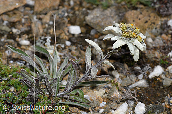 Foto: Edelweiss (Leontopodium alpinum). Ganze Pflanze (Habitus).