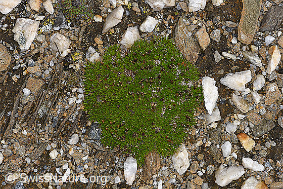 Foto: Kalk-Polsternelke (Silene acaulis). Flachpolster.