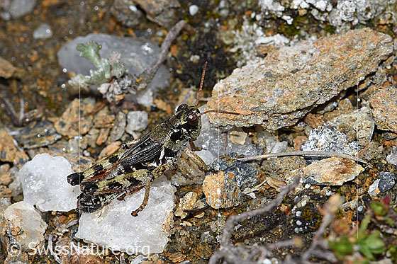 Foto: Nordische Gebirgsschrecke (Bohemanella frigida). Ansicht von der Seite.