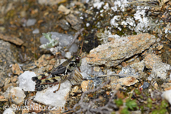 Foto: Nordische Gebirgsschrecke (Bohemanella frigida). Ansicht von der Seite.
