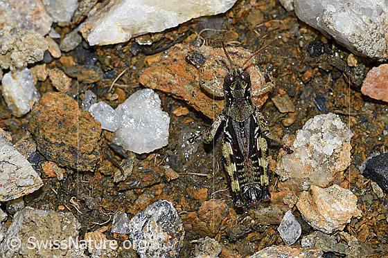 Foto: Nordische Gebirgsschrecke (Bohemanella frigida). Ansicht von oben.