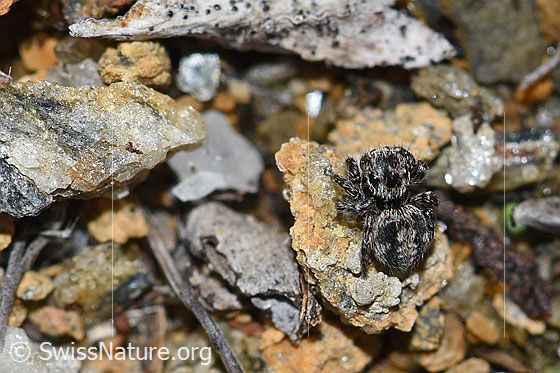 Foto: Wahrscheinlich V-Fleck-Springspinne (Aelurillus v-insignitus). Jungtier. Körperlänge: ca. 3mm. Ansicht von oben.