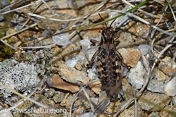 Foto: Nordische Gebirgsschrecke (Bohemanella frigida). Nymphe. Ansicht von oben.