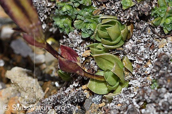Foto: Schleichers Enzian (Gentiana schleicheri). Blätter und Stängel.