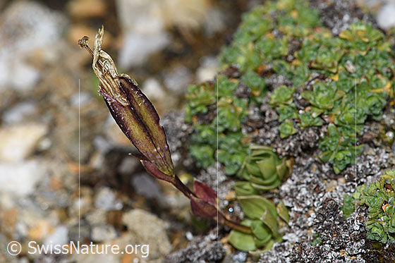 Foto: Schleichers Enzian (Gentiana schleicheri). Ganze Pflanze (Habitus). Verblüht.