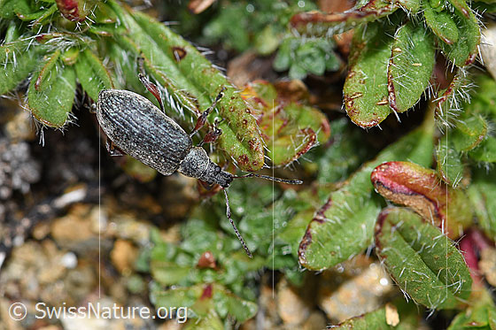 Gespornter Blattrüssler (Phyllobius glaucus)