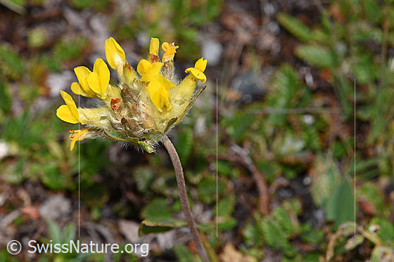Foto: Alpen-Wundklee (Anthyllis vulneraria ssp. alpestris). Blütenstand und Stängel. Ansicht von der Seite.