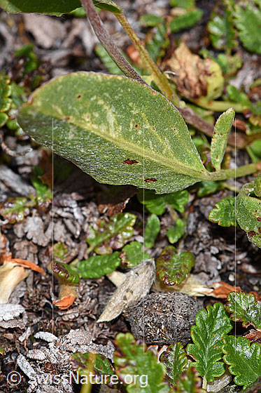 Foto: Alpen-Wundklee (Anthyllis vulneraria ssp. alpestris). Blattunterseite.