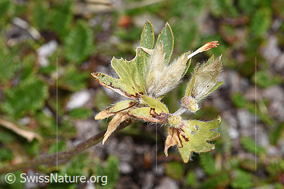 Foto: Alpen-Wundklee (Anthyllis vulneraria ssp. alpestris). Blüten nach dem Verblühen.