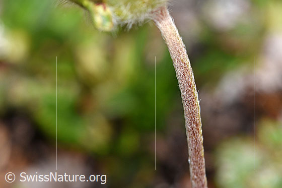 Foto: Alpen-Wundklee (Anthyllis vulneraria ssp. alpestris). Stängel.