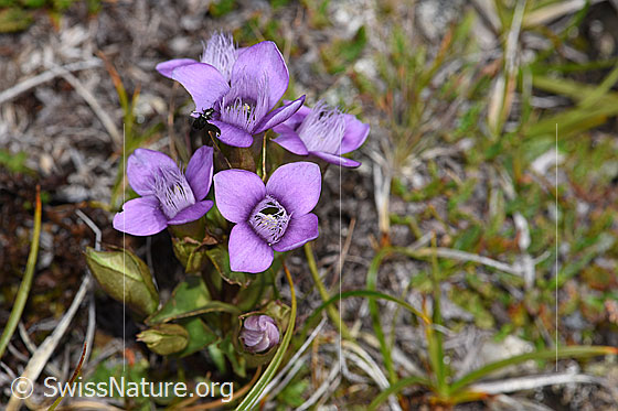 Foto: Käfer an Feld-Enzian (Gentiana campestris). Höhe: ca. 6cm.