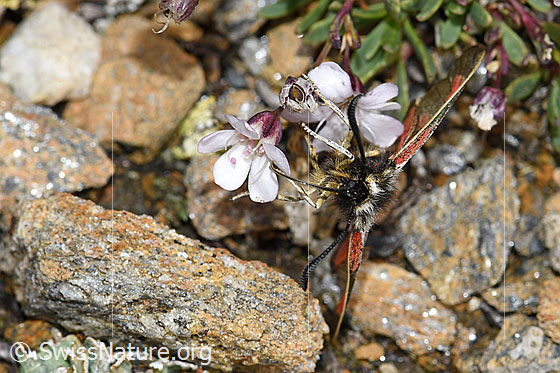 Photo: Zygaena exulans on Gypsophila repens. Female. View from the front.