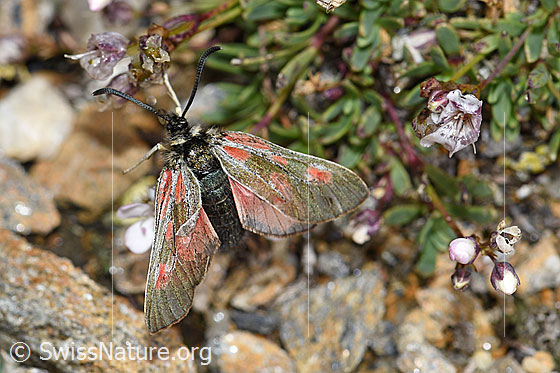 Photo: Zygaena exulans on Gypsophila repens. Female. View from above.