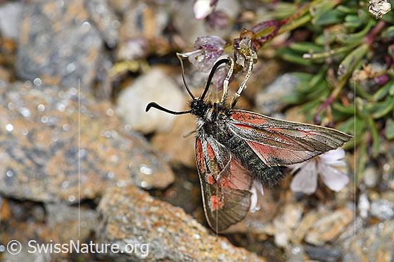 Foto: Alpen-Widderchen (Zygaena exulans) an Kriechendem Gipskraut (Gypsophila repens). Weibchen. Ansicht von oben.