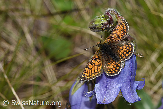 Wachtelweizen-Scheckenfalter (Melitaea athalia) auf Bärtige Glockenblume (Campanula barbata)