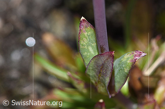 Photo: Silene suecica. Stem and leaves.