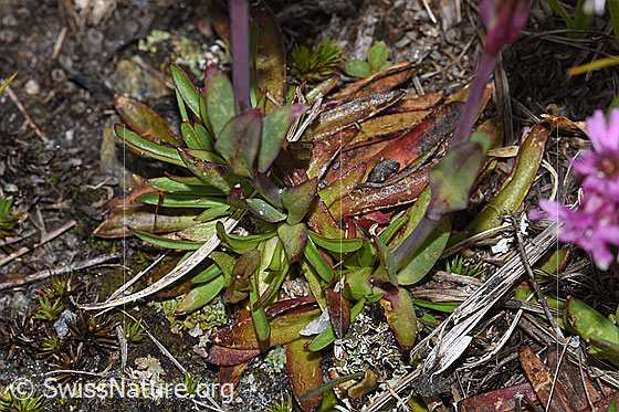 Photo: Silene suecica. Stem and leaves.