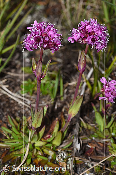 Photo: Silene suecica. Whole plant (habiti).