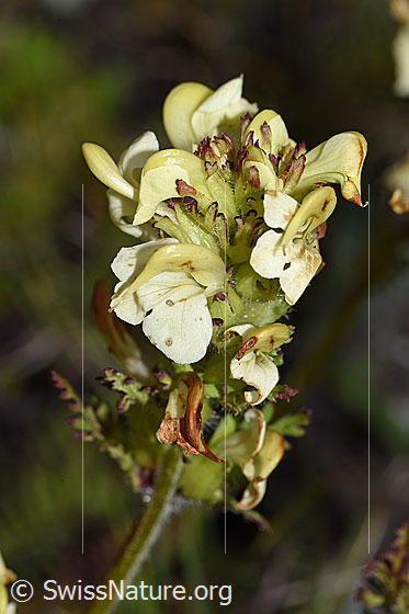 Photo: Pedicularis tuberosa. Inflorescence