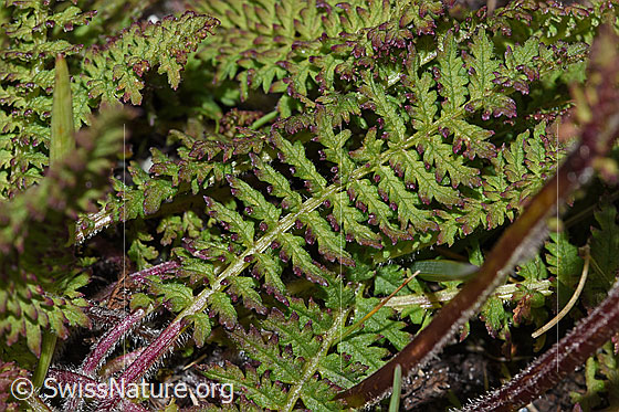 Photo: Pedicularis tuberosa. Leaves.