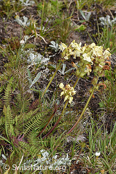Photo: Pedicularis tuberosa. Whole plant (habiti).