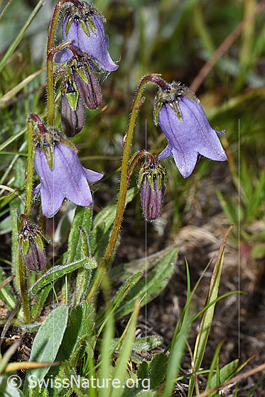 Photo: Campanula barbata. Whole plant (habiti).