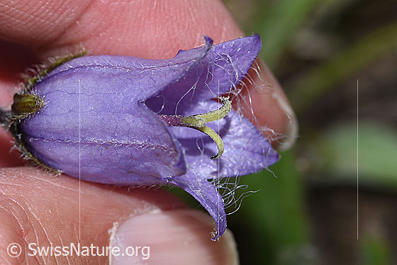 Photo: Campanula barbata. Blossom.