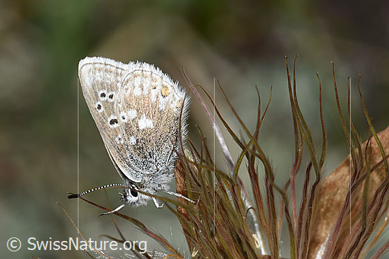 Dunkler Alpenbläuling (Plebeius glandon)