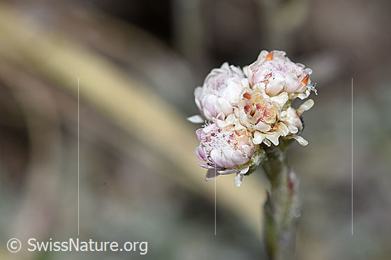 Photo: Antennaria dioica. Blossoms.