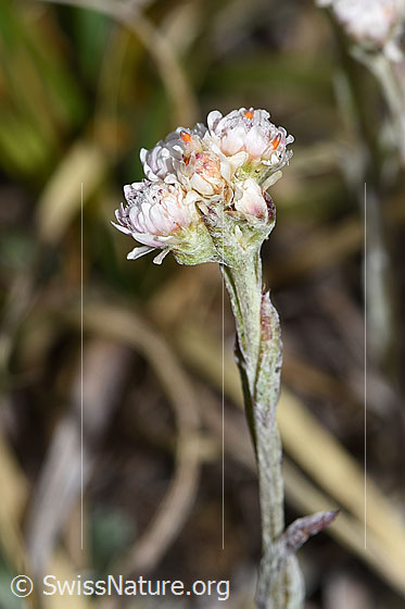 Photo: Antennaria dioica. Stem and blossoms.