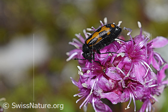 Photo: Mylabris flexuosa on Silene suecica. Length 11mm. View from the side.