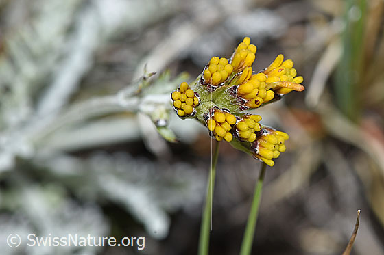 Photo: Senecio incanus. Flowers just before opening.