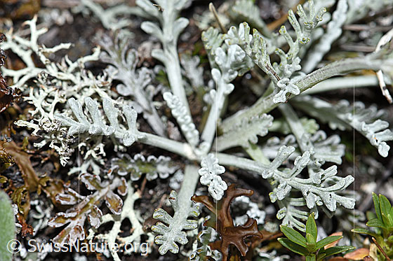 Photo: Senecio incanus. Leaves.