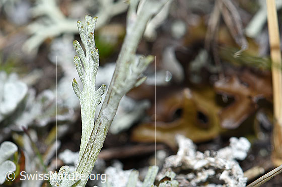 Photo: Senecio incanus. Stem and stem leaf.