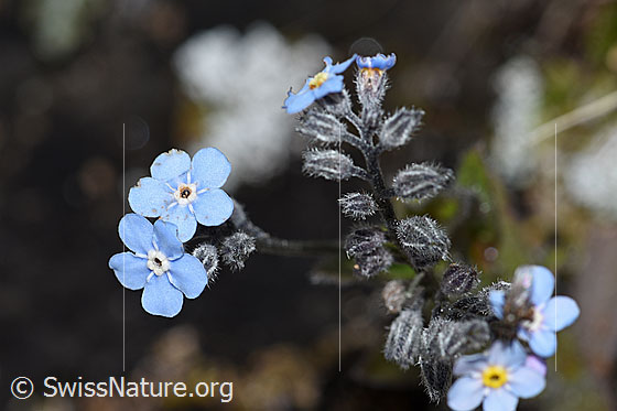 Photo: Myosotis alpestris. Blossoms and buds.
