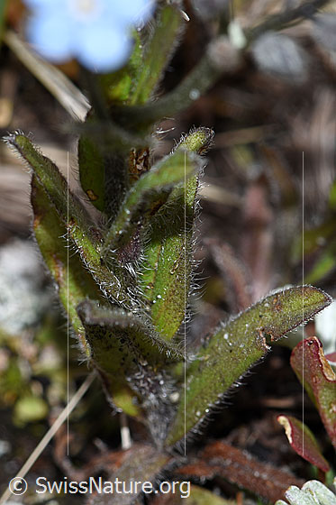 Photo: Myosotis alpestris. Stem and leaves.