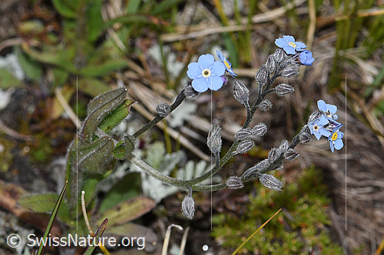 Photo: Myosotis alpestris. Blossoms and stem.
